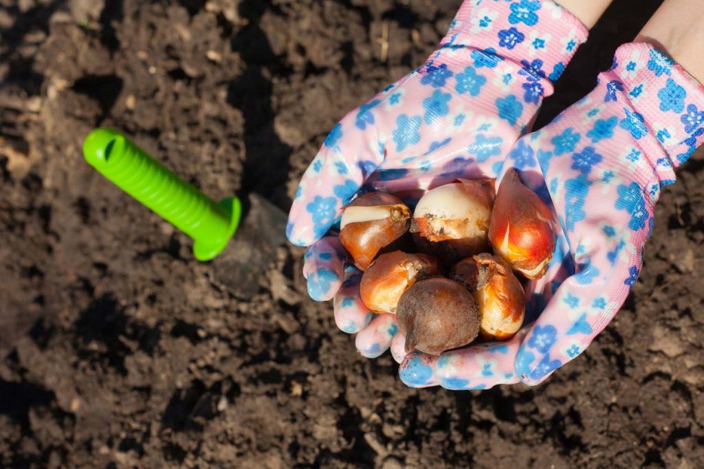 Gloved hands holding tulip bulbs before planting in the ground