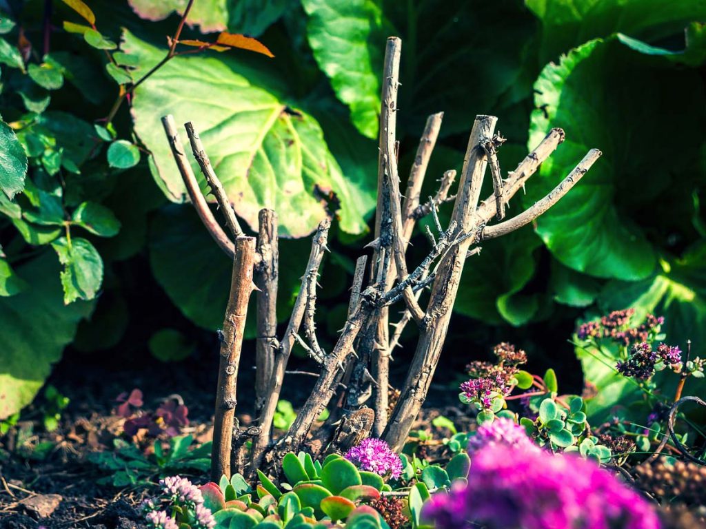 Rose Cuttings Planted in the Garden.