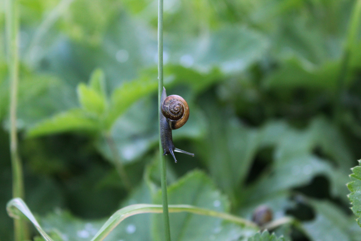 Brown snail crawling on the green grass in the garden