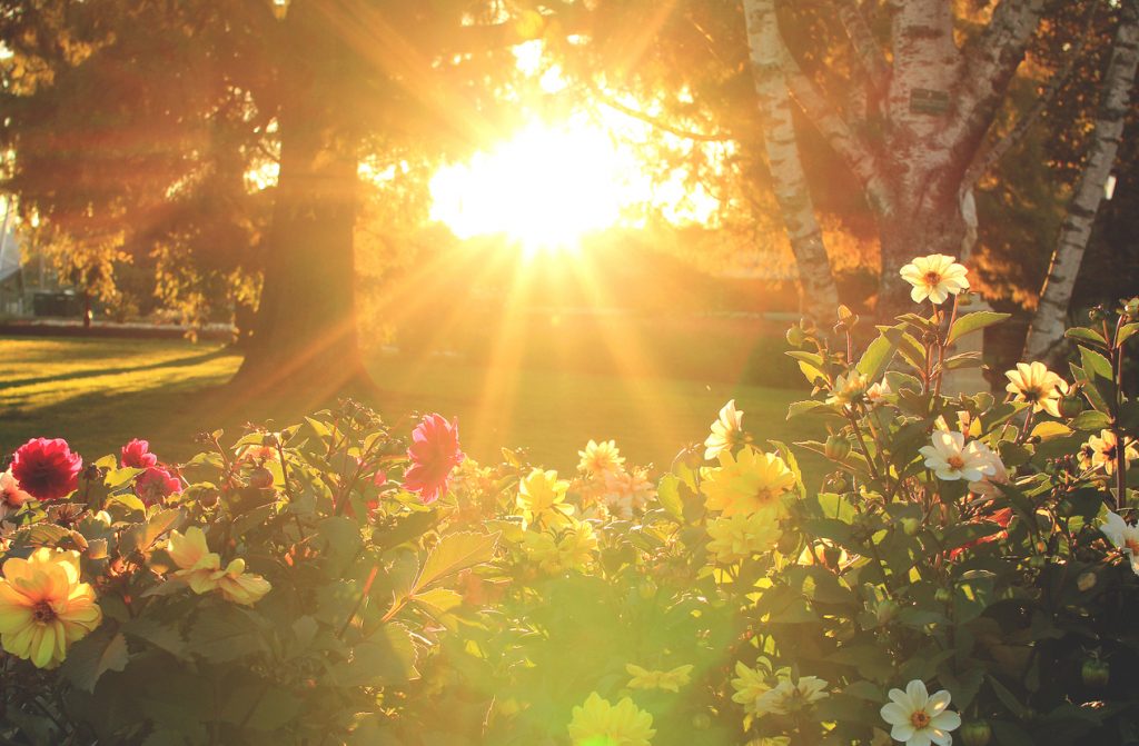 Sun rays shining on a meadow flowers at a park