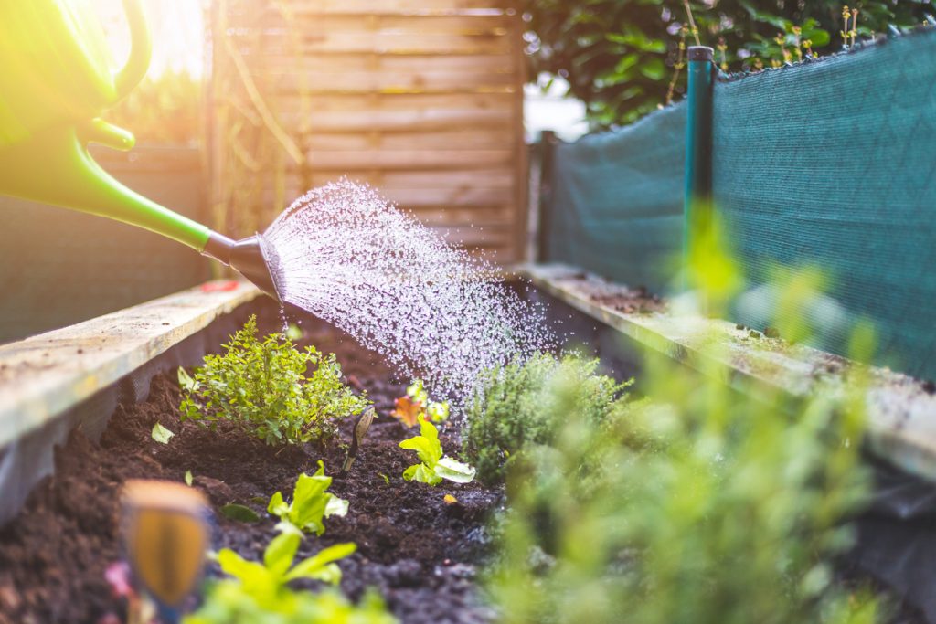 Watering vegetables and herbs in raised bed. Fresh plants and soil.