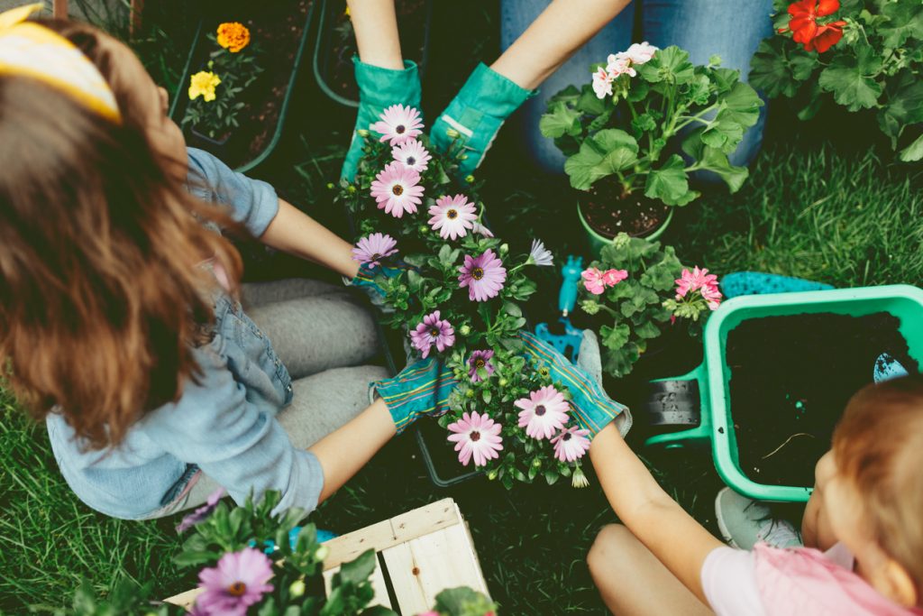 Mother and daughters planting flowers in a backyard. Close up of their hands in flowerpot planting flowers together.