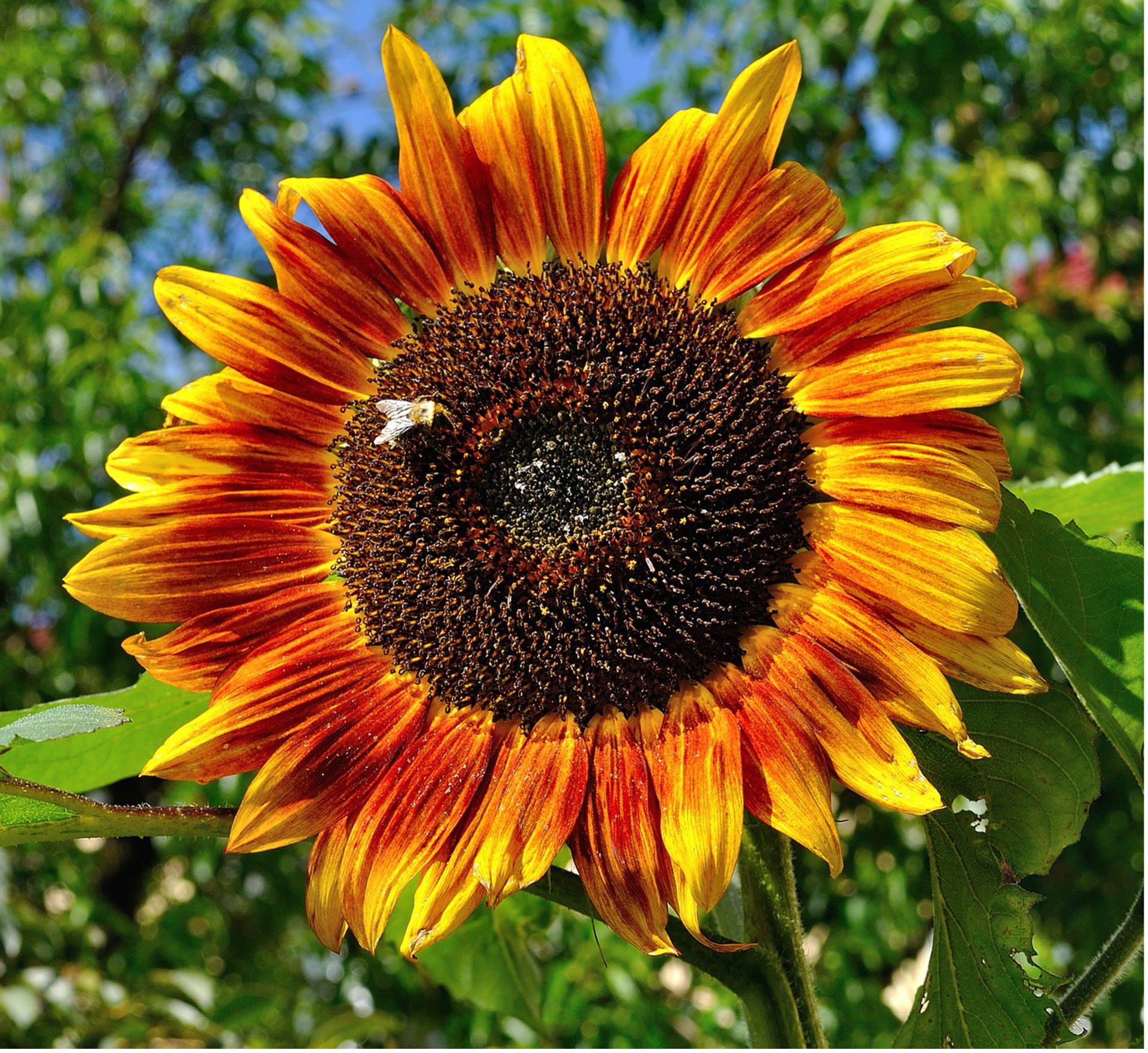 It's the Year of the Sunflower! - Great Park Garden Coalition